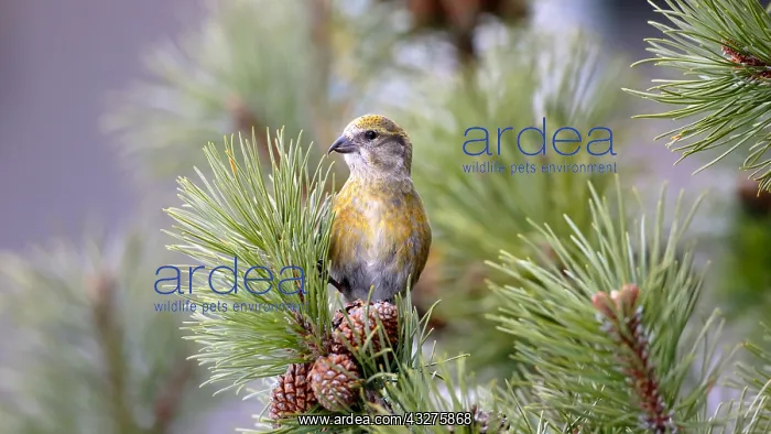 : Common Crossbill, female perched on pine tree, looking : Common Crossbill, female perched on pine tree, looking