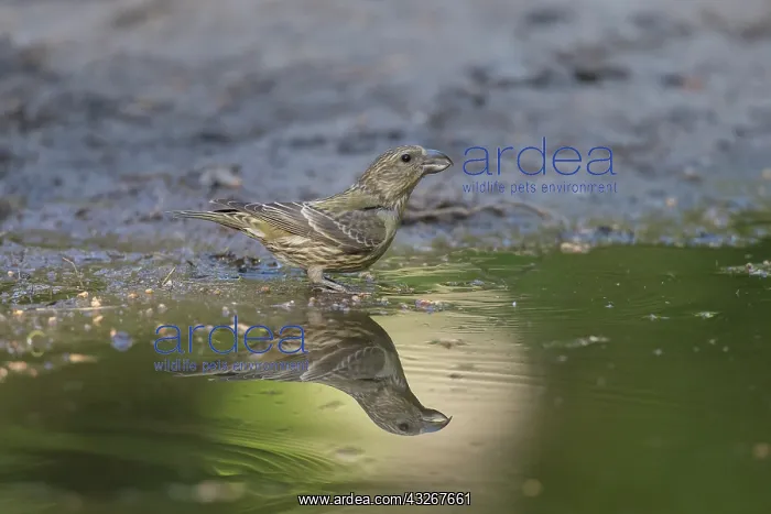 : Common Crossbill - juvenile bird drinking - Germany : Common Crossbill - juvenile bird drinking - Germany