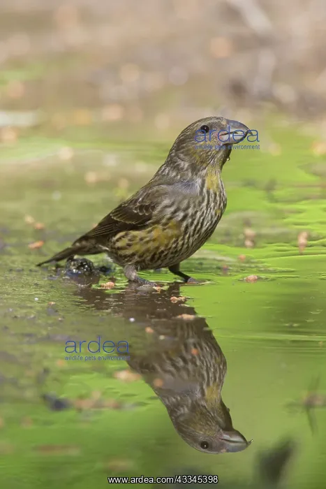 : Common Crossbill - juvenile bird at water - Germany : Common Crossbill - juvenile bird at water - Germany