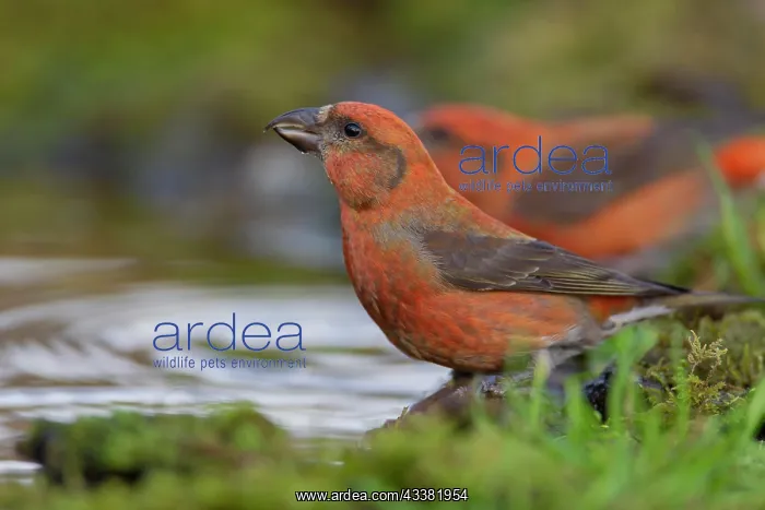 : Common crossbill (Loxia curvirostra) adult male : Common crossbill (Loxia curvirostra) adult male