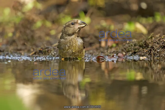 : Common Crossbill (Loxia curvirostra) female nea : Common Crossbill (Loxia curvirostra) female nea