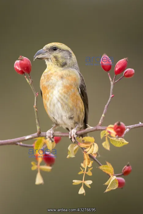 : Common Crossbill Loxia curvirostra) male on a branch : Common Crossbill Loxia curvirostra) male on a branch