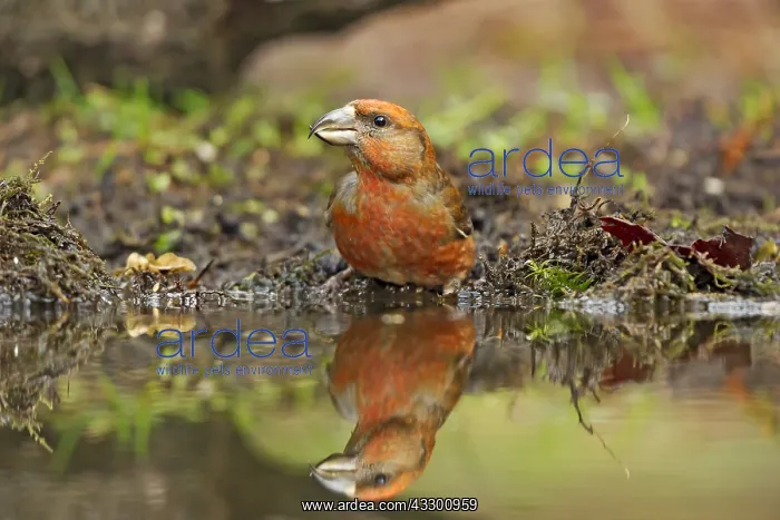 : Common Crossbill (Loxia curvirostra) male refle : Common Crossbill (Loxia curvirostra) male refle