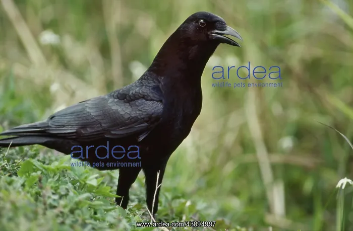 : Common Crow : Common Crow