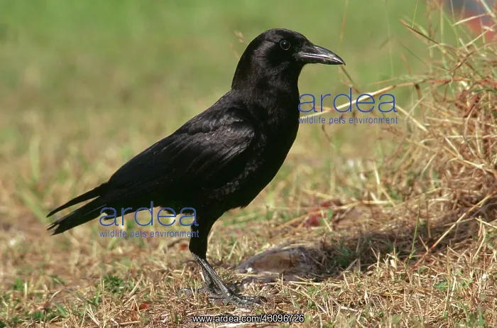 : Common crow : Common crow