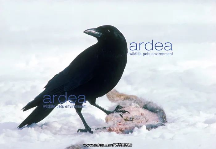 : Common Crow : Common Crow