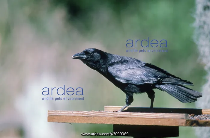 : Common Crow : Common Crow
