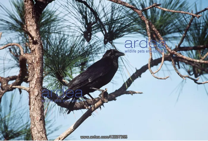 : Common Crow : Common Crow