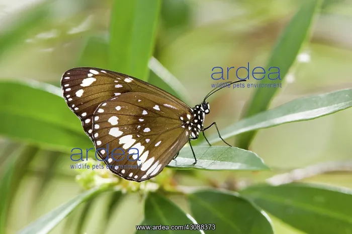 : Common crow butterfly : Common crow butterfly