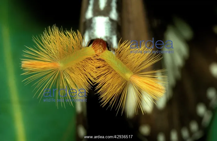 : Common crow butterfly - male with 'hair pencilsI : Common crow butterfly - male with 'hair pencilsI