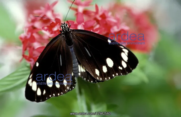  : Common Crow Butterfly - male at Pentas flowerNew