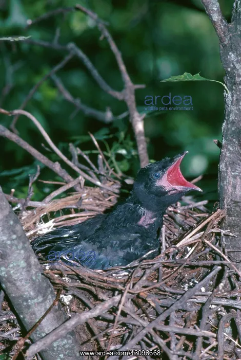 : Common Crow Nestling Calling : Common Crow Nestling Calling