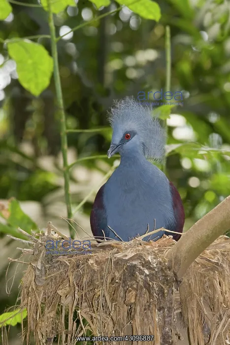: Common Crowned Pigeon : Common Crowned Pigeon
