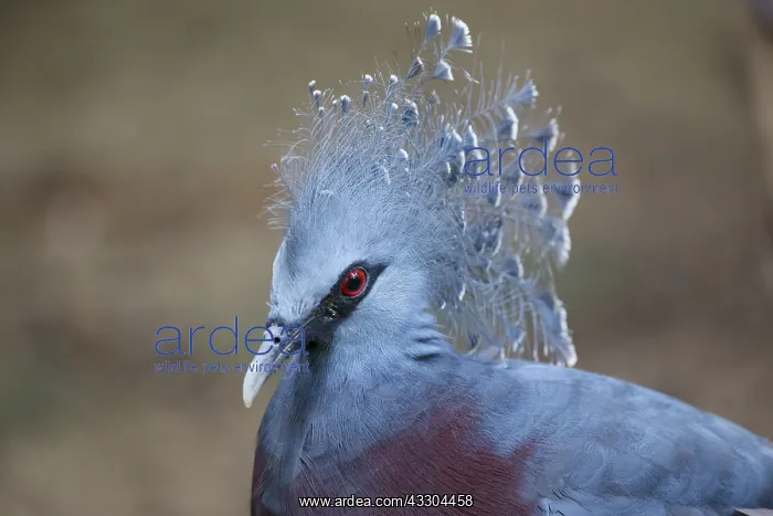 : Common Crowned Pigeon Goura cristata Juong Bird : Common Crowned Pigeon Goura cristata Juong Bird