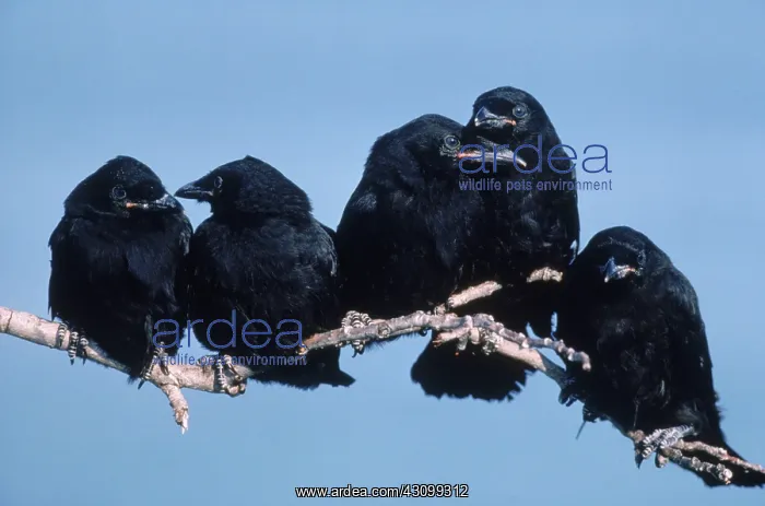 : Common Crows : Common Crows