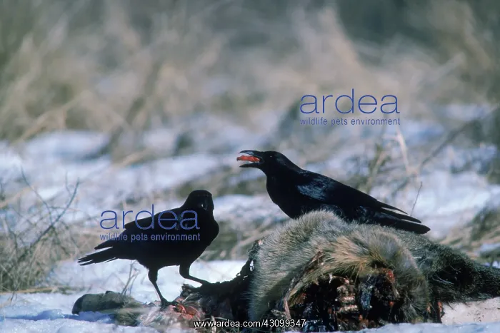 : Common Crows : Common Crows