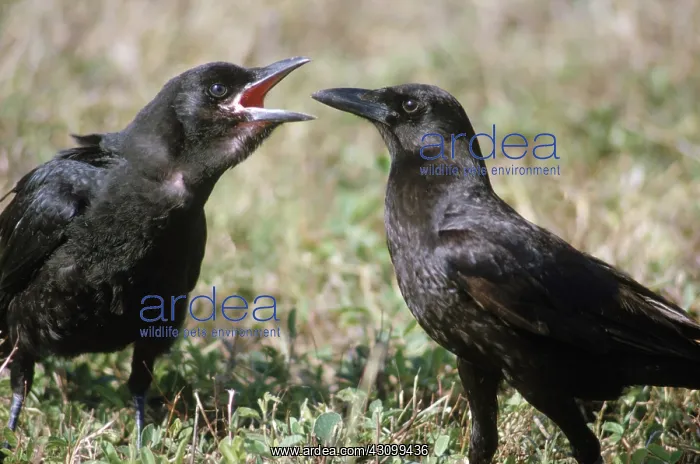 : Common Crows : Common Crows