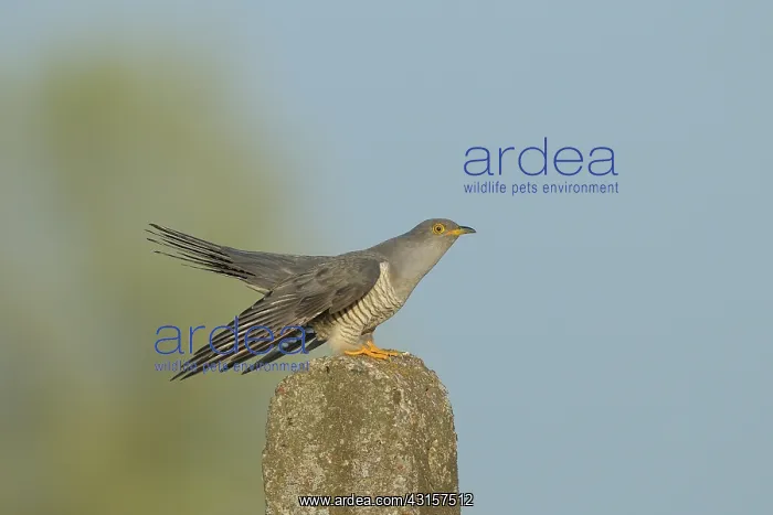 : Common Cuckoo : Common Cuckoo