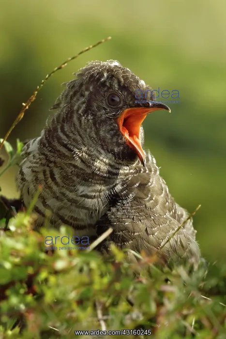 : Common Cuckoo : Common Cuckoo