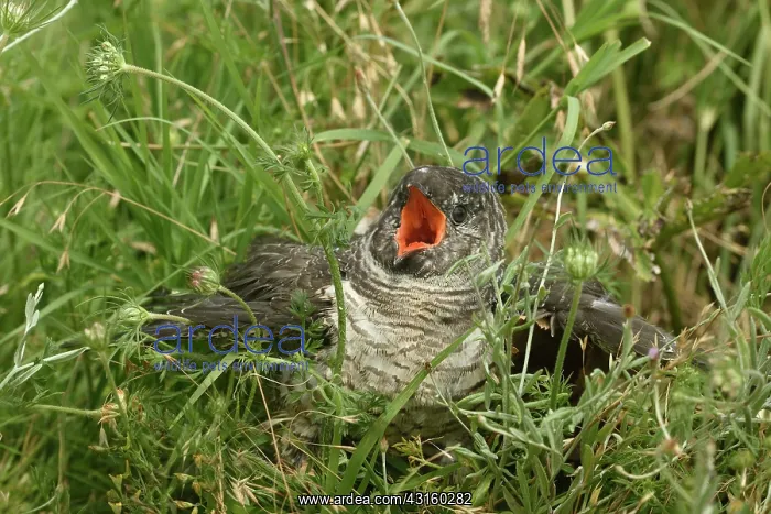 : Common Cuckoo : Common Cuckoo