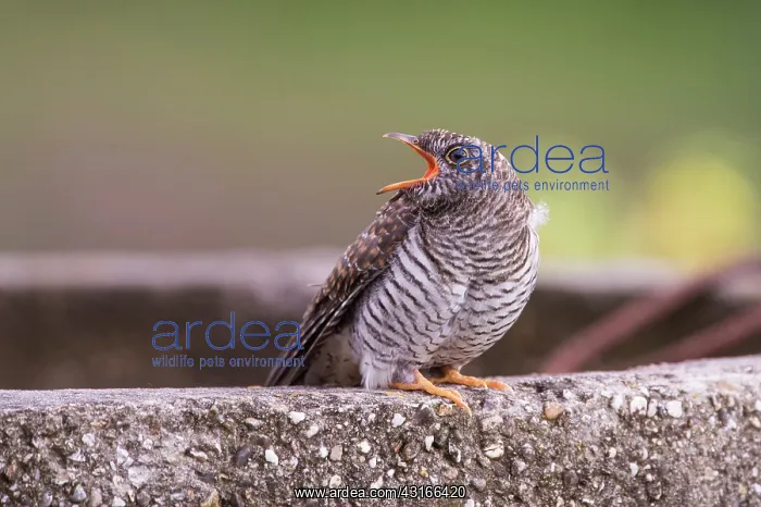 : Common Cuckoo : Common Cuckoo