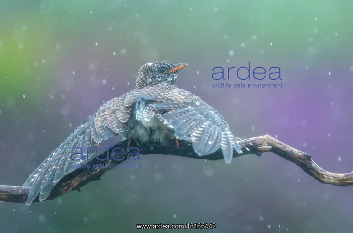 : Common Cuckoo : Common Cuckoo