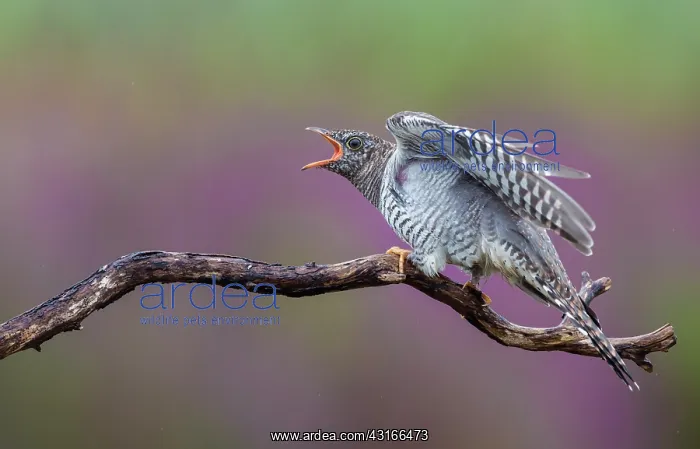 : Common Cuckoo : Common Cuckoo
