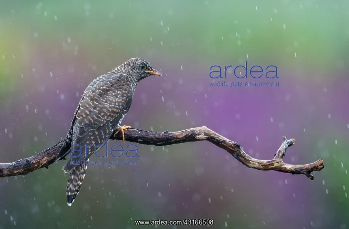 : Common Cuckoo : Common Cuckoo