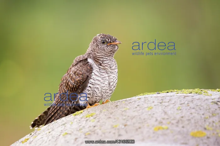 : Common Cuckoo : Common Cuckoo