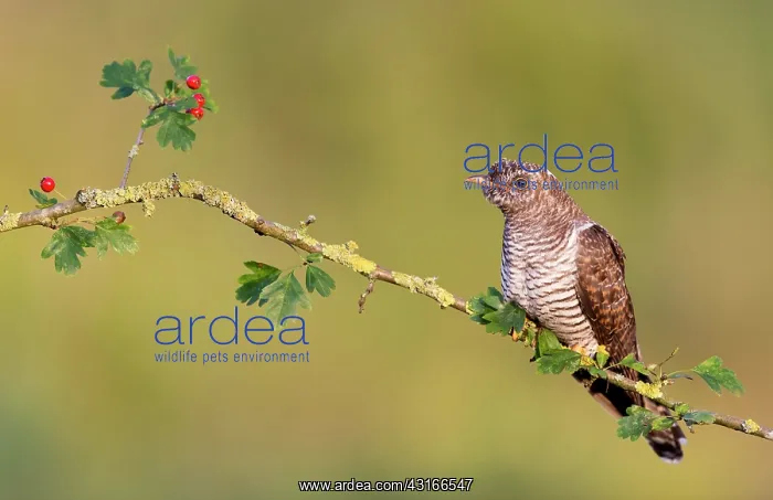  : Common Cuckoo