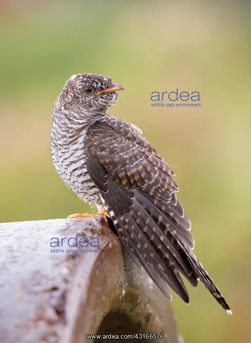 : Common Cuckoo : Common Cuckoo