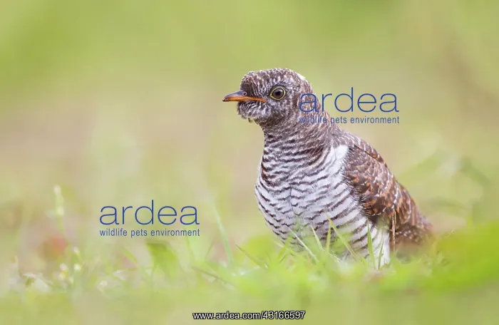 : Common Cuckoo : Common Cuckoo