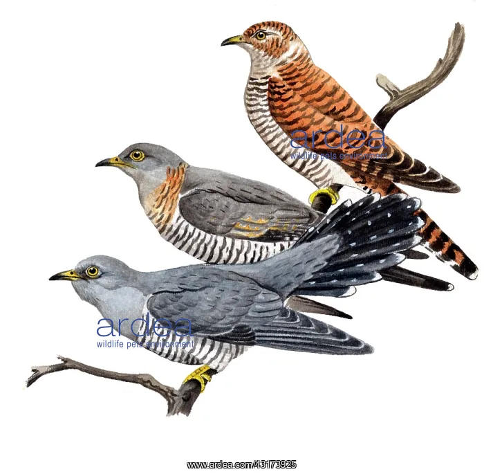 : Common Cuckoo : Common Cuckoo