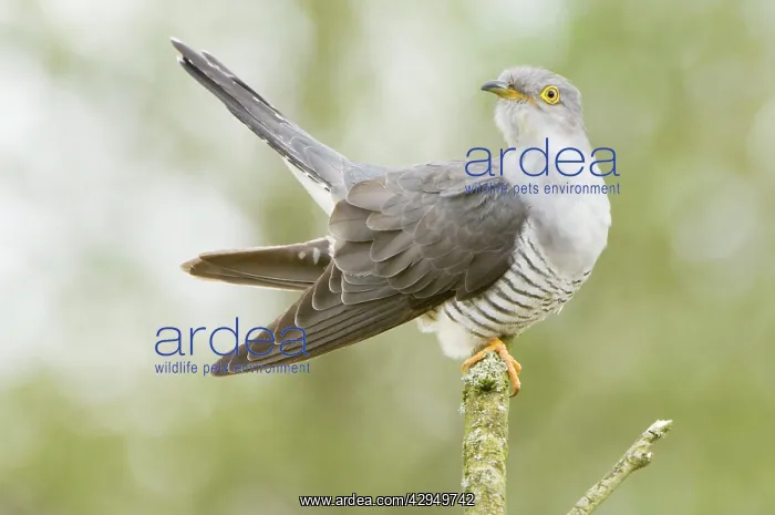 : Common Cuckoo - Adult male display : Common Cuckoo - Adult male display