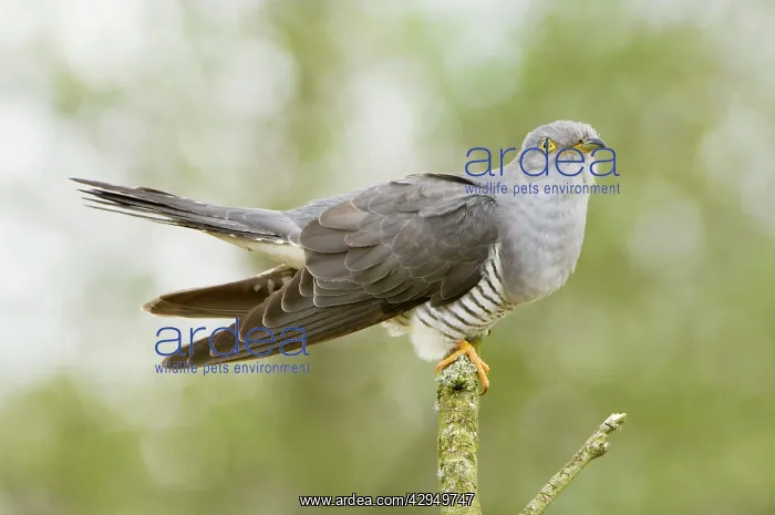 : Common Cuckoo - Adult male display : Common Cuckoo - Adult male display