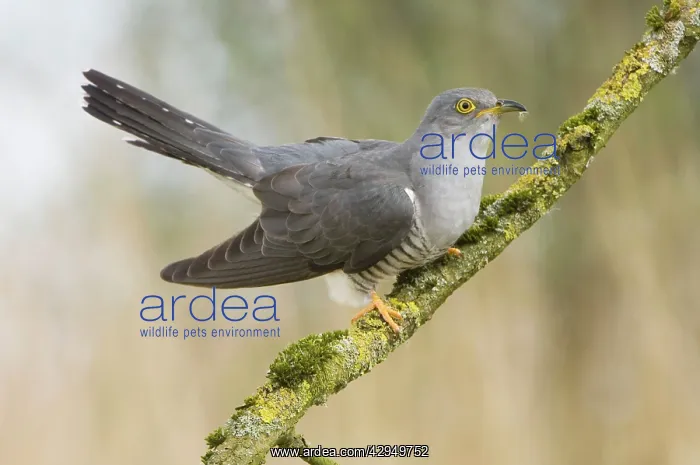 : Common Cuckoo - Adult male display : Common Cuckoo - Adult male display