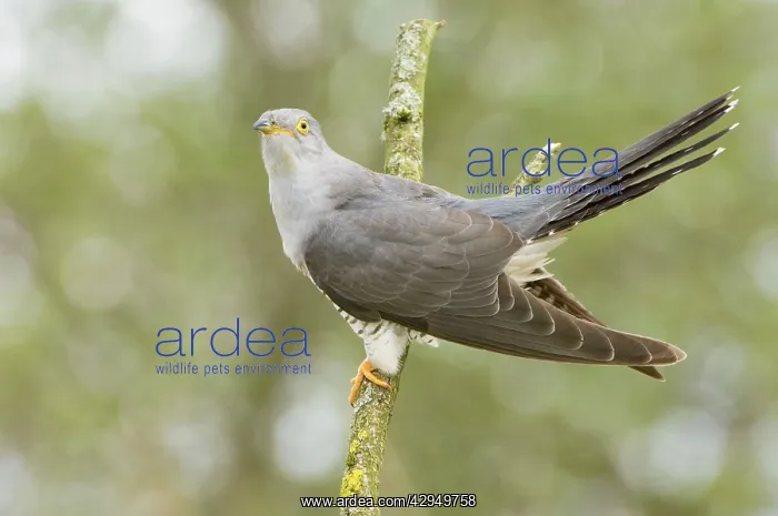  : Common Cuckoo - Adult male display