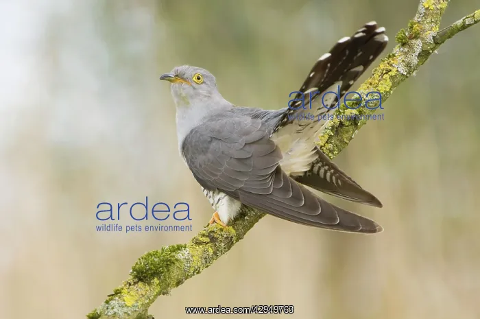 : Common Cuckoo - Adult male display : Common Cuckoo - Adult male display