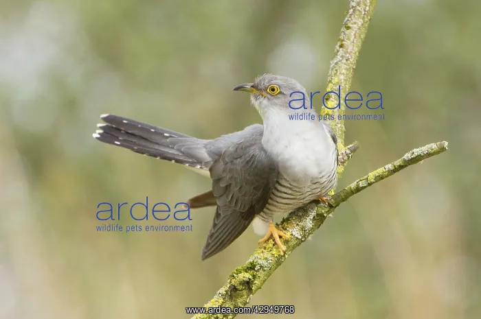 : Common Cuckoo - Adult male display : Common Cuckoo - Adult male display