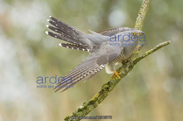 : Common Cuckoo - Adult male display : Common Cuckoo - Adult male display