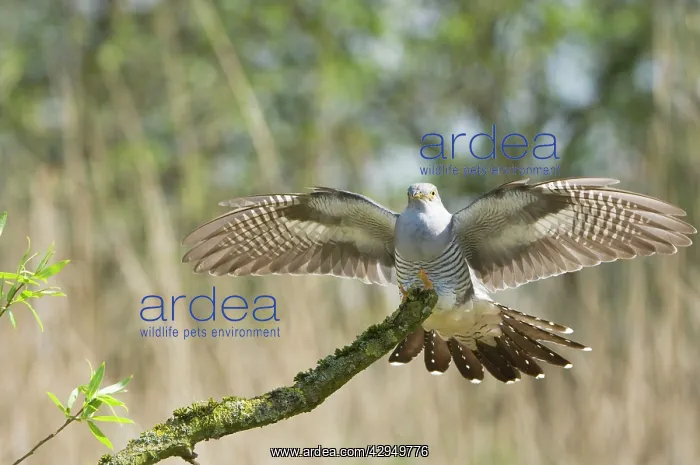 : Common Cuckoo - Adult male display : Common Cuckoo - Adult male display