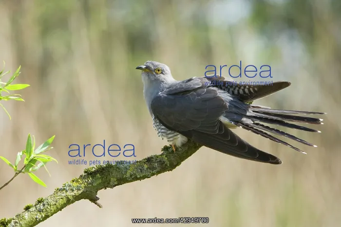 : Common Cuckoo - Adult male display : Common Cuckoo - Adult male display