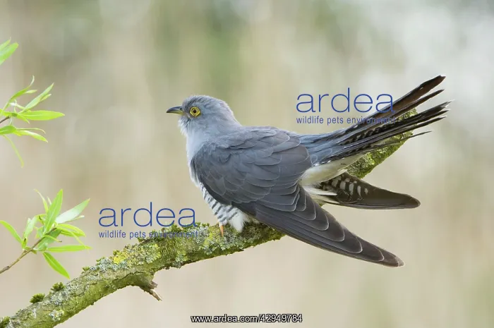 : Common Cuckoo - Adult male display : Common Cuckoo - Adult male display
