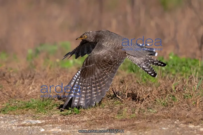 : common cuckoo, Cuculus canorus. This bird is a vagrant in th : common cuckoo, Cuculus canorus. This bird is a vagrant in th