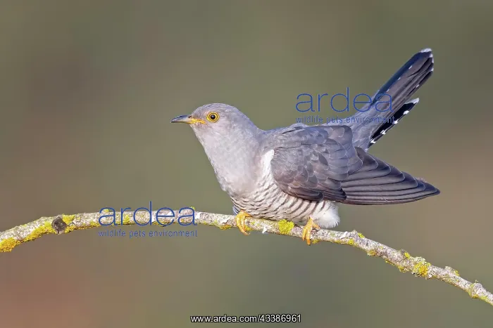 : Common cuckoo (Cuculus canorus) calling, courtin : Common cuckoo (Cuculus canorus) calling, courtin