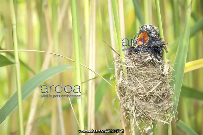 : Common Cuckoo (Cuculus canorus) chick at nest, s : Common Cuckoo (Cuculus canorus) chick at nest, s