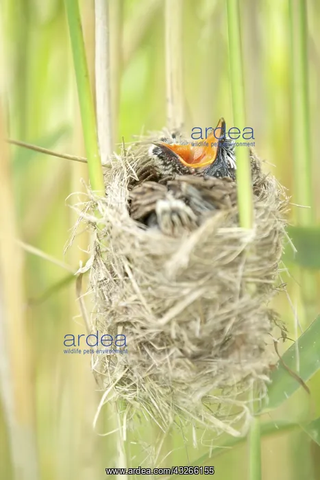 : Common Cuckoo (Cuculus canorus) chick at nest, s : Common Cuckoo (Cuculus canorus) chick at nest, s