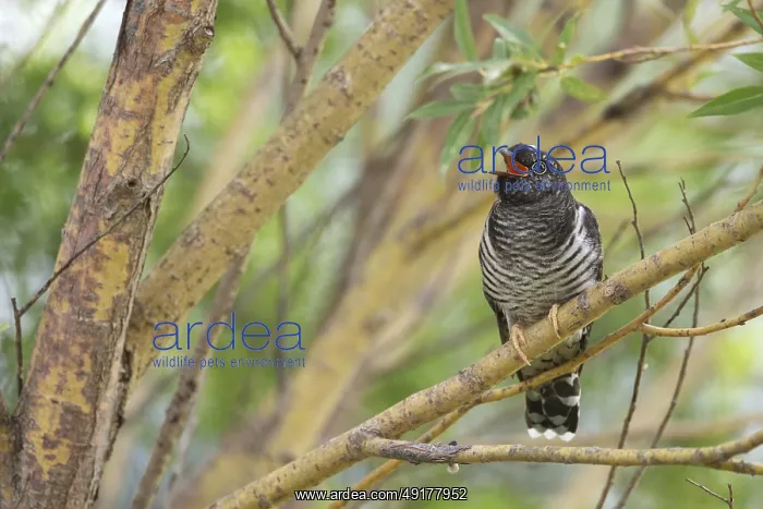 : Common Cuckoo (Cuculus canorus) juvenile near the nest of an Eurasian Reed Warbler : Common Cuckoo (Cuculus canorus) juvenile near the nest of an Eurasian Reed Warbler