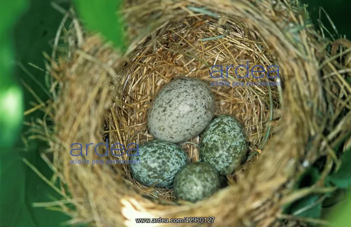 : Common Cuckoo - Eggs of the reed warbler and of : Common Cuckoo - Eggs of the reed warbler and of