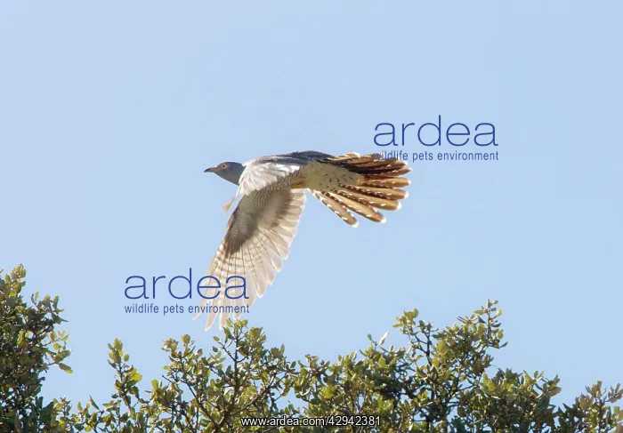  : Common Cuckoo in flight